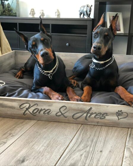 cama para perros de madera